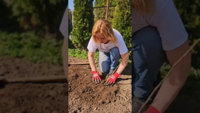 Как посадить смородину и не остаться без урожая? смотреть онлайн