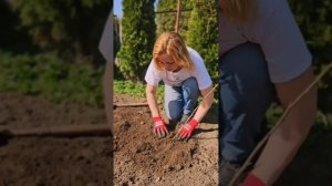 Как посадить смородину и не остаться без урожая?