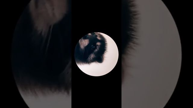 Pedro (Raffaella Carra) перевод на русский смотреть онлайн