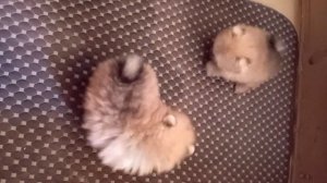 Микро Померанский, Микро шпиц, мини цверг шпиц