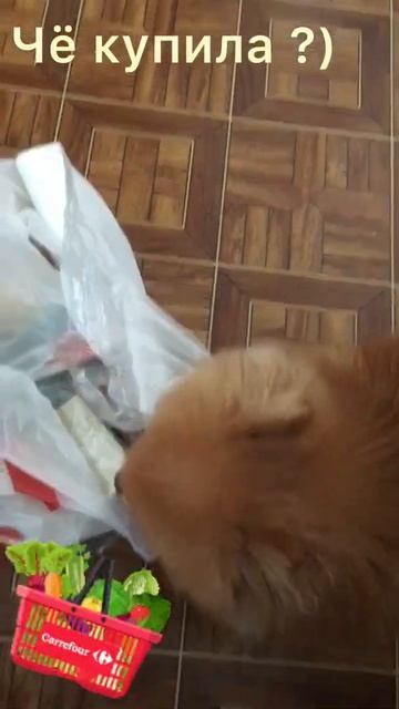 Шпиц. Шпиц- шуршавчик)