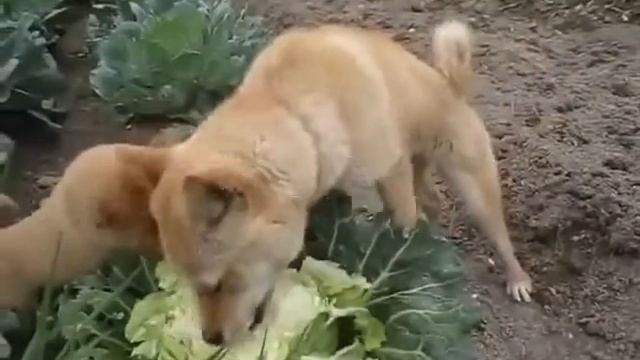 Собаки вегетарианцы 🐶🥬 смотреть онлайн