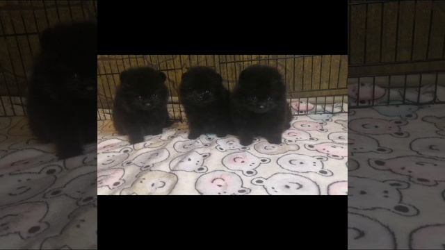 Девочки мини шпиц 17.01.2022 г.