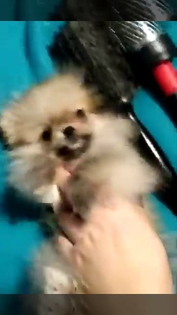 Померанский шпиц очарование и улыбка