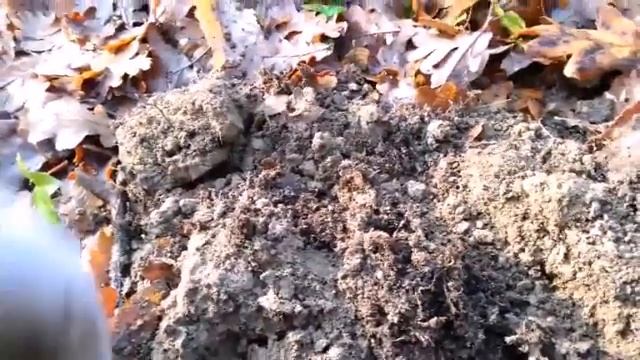 В поисках Рима.