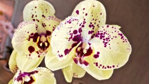 Орхидея из стеклянной колбы😉ставлю на наращивание корней..и пересадка второй..26-04-2025