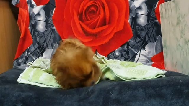 банный день у  шпица