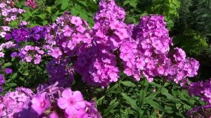 Флокс метельчатый КОСМОПОЛИТЕН -Cosmopolitan - выведен  J.Verschoor