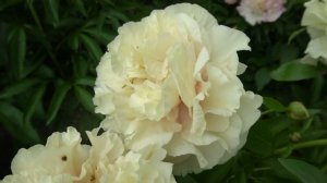 ЭРЛИ КАНАРИ (EARLY CANARY)-Hollingsworth/Steininger 2015.