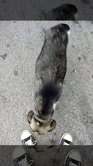 Отдыхающая собака
