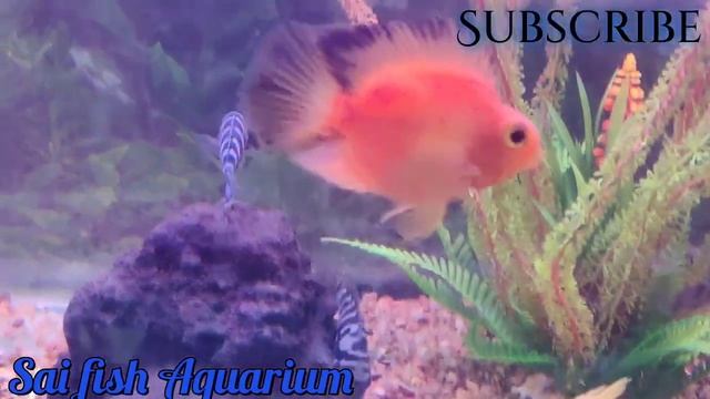 New April stock | 5-4-2023 | Sai fish Aquarium | смотреть онлайн