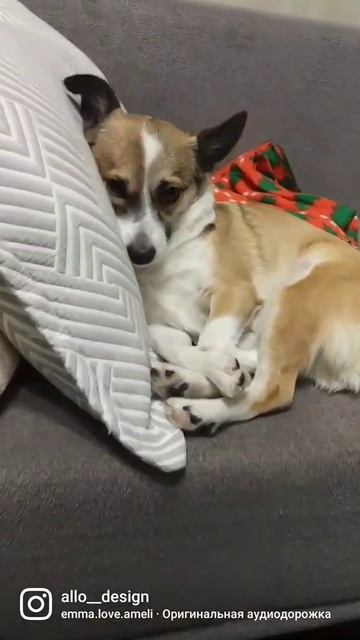 #сабака #прикол #собака #dog Спящая красавица