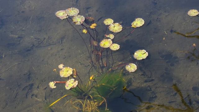 箱根湿生花園（ネコヤナギ） смотреть онлайн