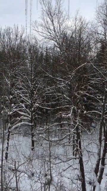 ЖИВУ В ЛЕСУ/ Зима у архитектора за окном
