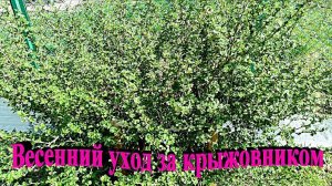 "Весенний уход за крыжовником."#сад#огород#дача