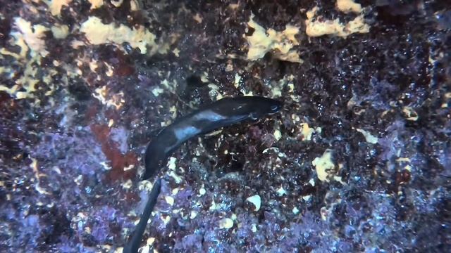 Trumpetfish and Large-eye Brotula Palling Around смотреть онлайн