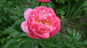 Пион Пинк Гавайан Корал. Paeonia Pink Hawaiian Coral. -Klehm, 1981, США