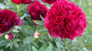 Пион Чаклунка. CHAKLUNKA-  Горобец 2004