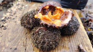 Море шторм | Много морских находок | Сахалин 2025 год