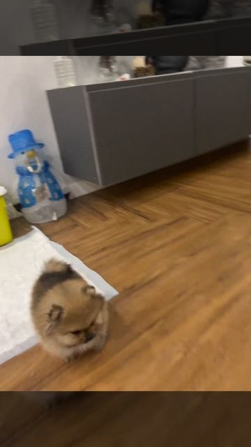 Приучаем к пеленке щенка ! Главное не терять веру ! И конечно хвалить и угощать 🐾