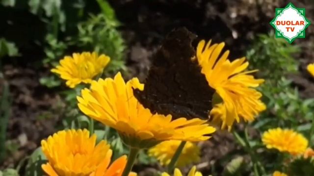 ХАСАД КИЛМАСЛИК МУКОФАТИ АЛБАТТА ЭШИТИНГ