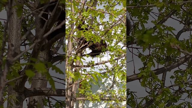 Кошка не белка. смотреть онлайн