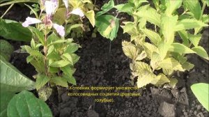 Выращиваем котовник семенами.