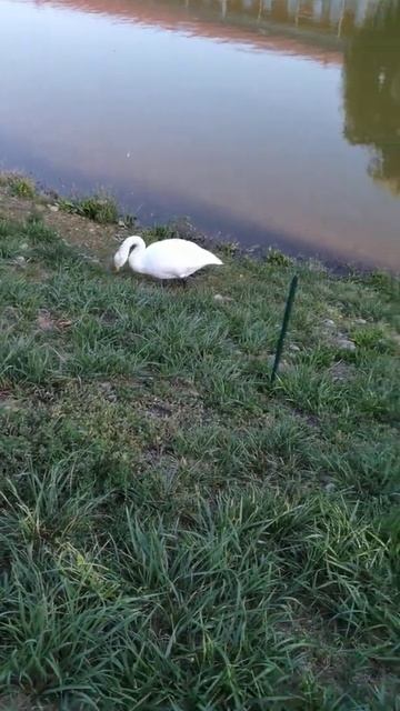 2020 Лабинск санаторий Лаба смотреть онлайн