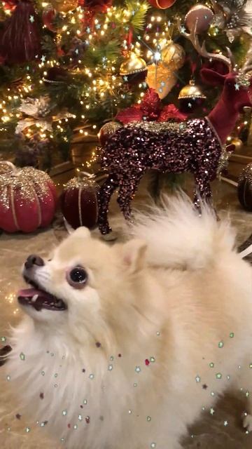 Боня всех поздравляет!🥰Bonya congratulates everyone!🥰 Funny animals. Померанский шпиц. смотреть онлайн