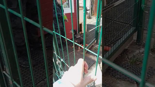 10 коррекция австралийской овчарки хилер