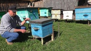 Как взять мёд на плохих взятках? В корпусном улье и в лежаке.