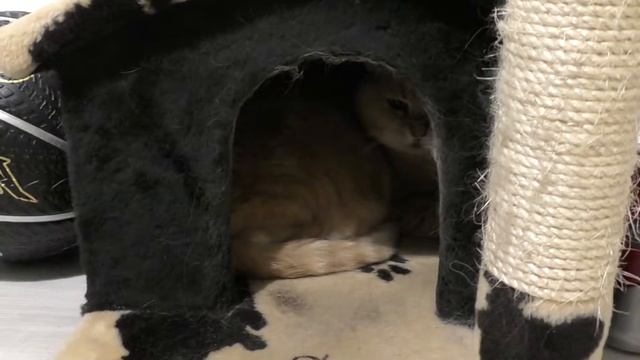 Как Зайка с Мишкой делят территорию