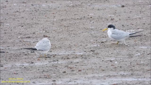 Yellow-billed Tern  (Sternula Superciliaris) UY By Antonio Silveira.