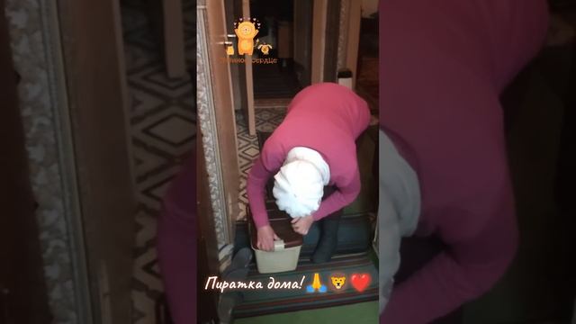 кошка Снежка уже дома!))) смотреть онлайн