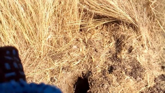 Путешествия с опытным путешоссоньем