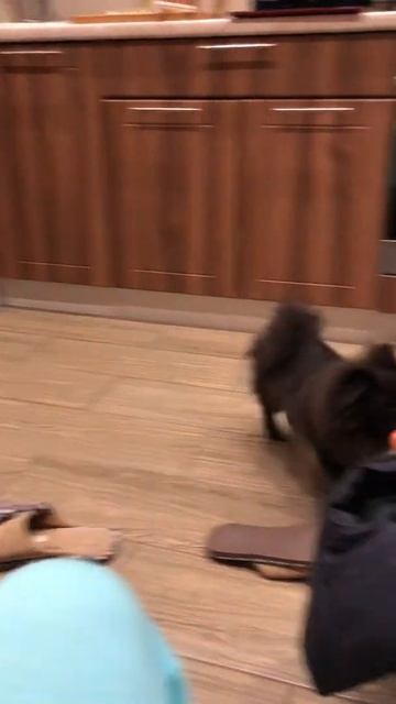 Щенок черного мини шпица в охоте за морковкой. Приколы с собаками. Смешные животные смотреть онлайн