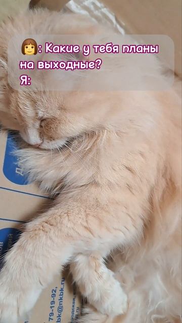 когда я стану кошкой 😼