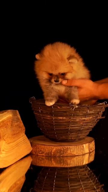 сколько стоит шпиц смотреть онлайн