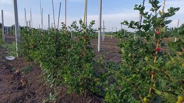 Крыжовник Орфей