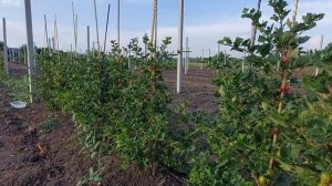 Крыжовник Орфей