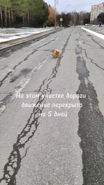 Спасение собаки или Реальная история #шпиц #собака #лежанка смотреть онлайн