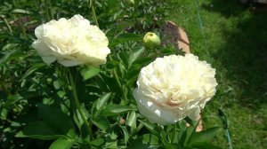 пион    Блонд Вижн / Blonde Vision / -Don Hollingsworth, 2010, США.