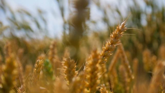 Шоурил Event-агентства «ХОРДА»