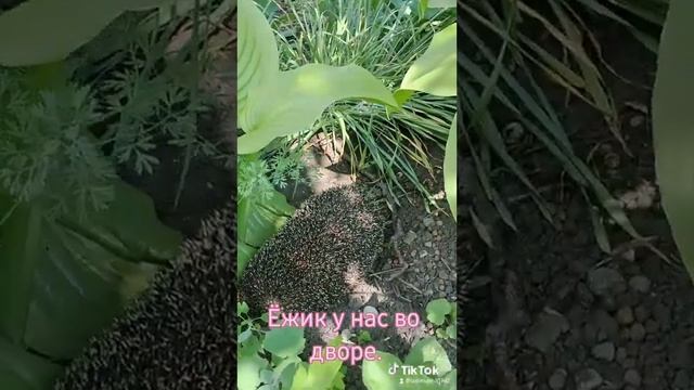 Благоприятная аура у нас во дворе.