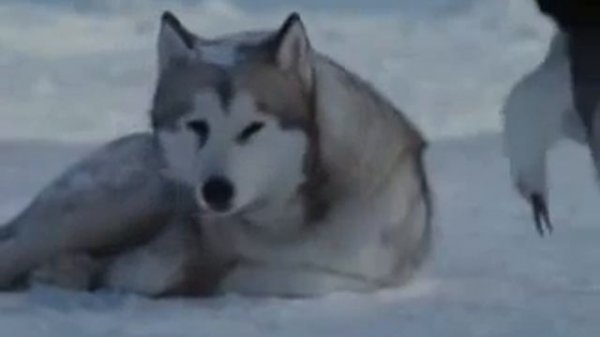 СУПЕР КЛИП Enigma ЭНИГМА ХАСКИ Преданность дружба любовь