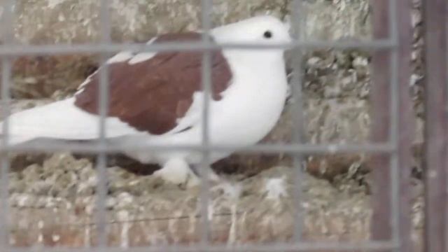 Голуби в клетке смотреть онлайн