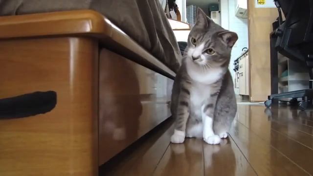 Кошка охотится на пёрышко Cat hunts on a feather Юмор! Прикол! Смех HD смотреть онлайн