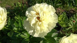 Vanilla Schnapp's - William Seidl-Nate Bremer,2013 ( раньше был Bill's Best Yellow или 79H18-2)