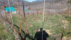 26 апреля. прогулка по пробуждающемуся саду.