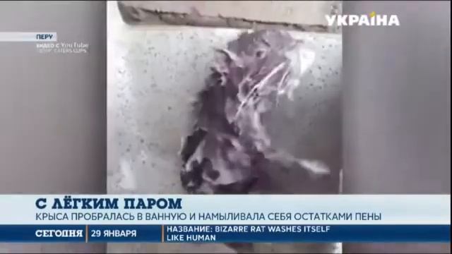 Крыса принимает душ: житель Перу снял видео